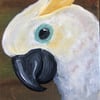 Cockatoo Original Small Painting