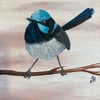 Superb Fairywren Original Small Painting