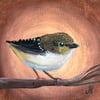 Forty Spotted Pardalote Original Small Painting