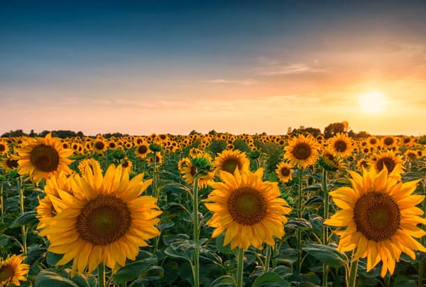 Image of Sunflower Minis $175 (plus tx)  Vineland 