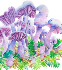 Image 2 of Purple Mushrooms