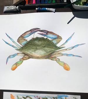 Blue Crab-First Edition print