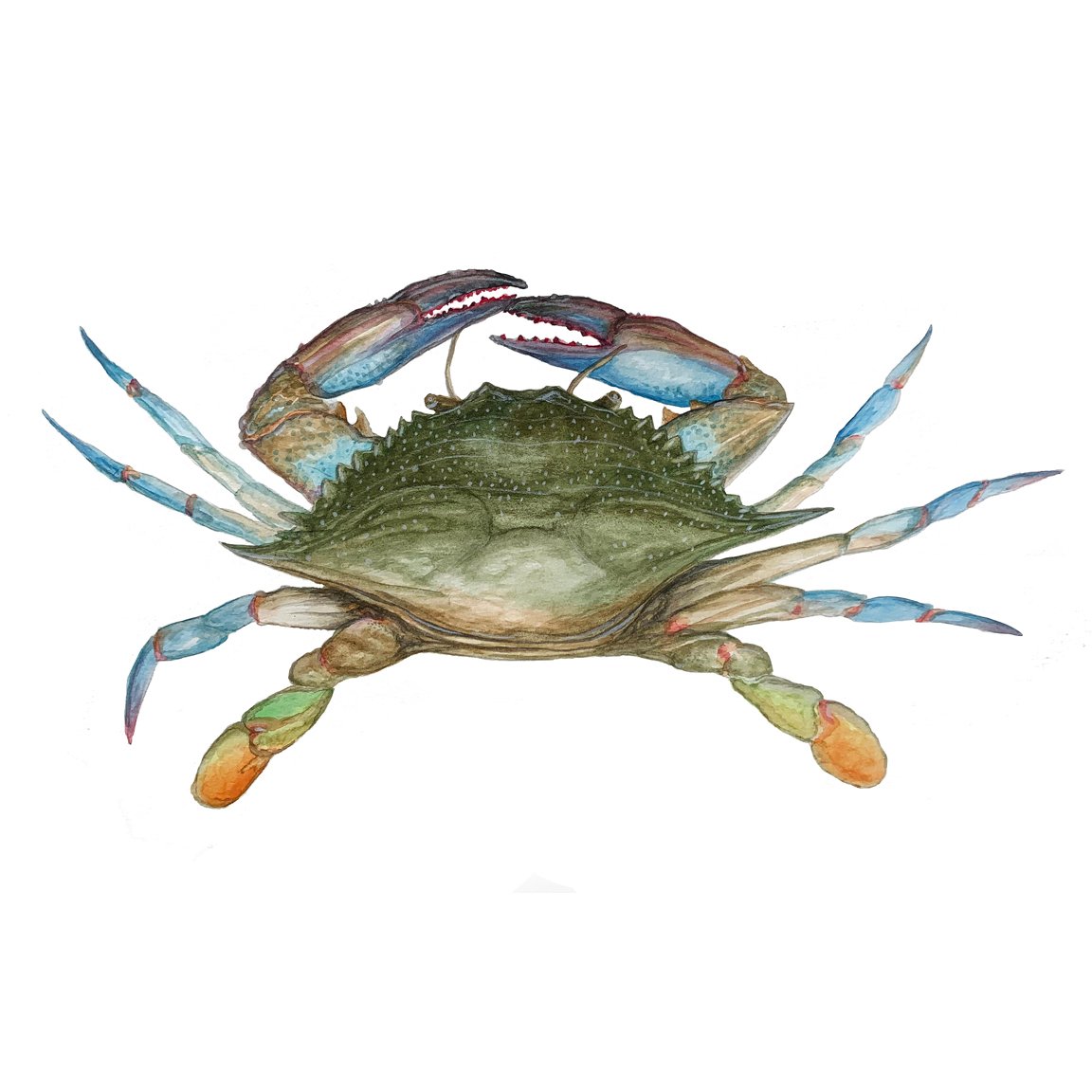 Blue CrabFirst Edition print ANTENNAE