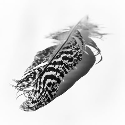 Image of Feather I
