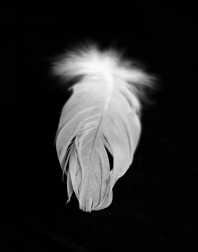 Image of Feather II