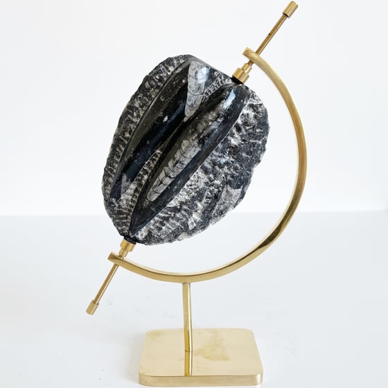 Image of Polished ORTHOCERAS No.45 + Brass Arc Stand