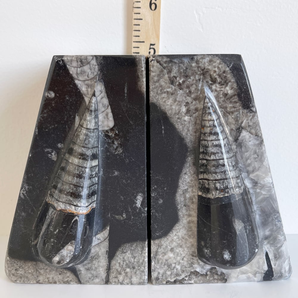 Image of Polished ORTHOCERAS No.64 Bookends