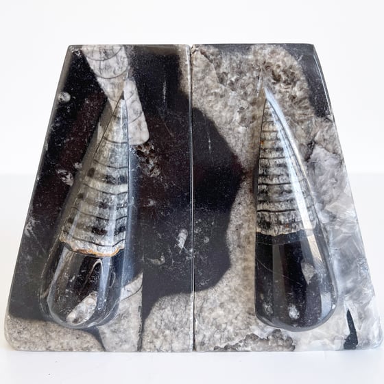 Image of Polished ORTHOCERAS No.64 Bookends