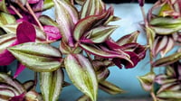 Image 1 of 10 Tradescantia Zebrina Cuttings – Unrooted