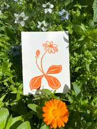 Dandelion in Orange Print