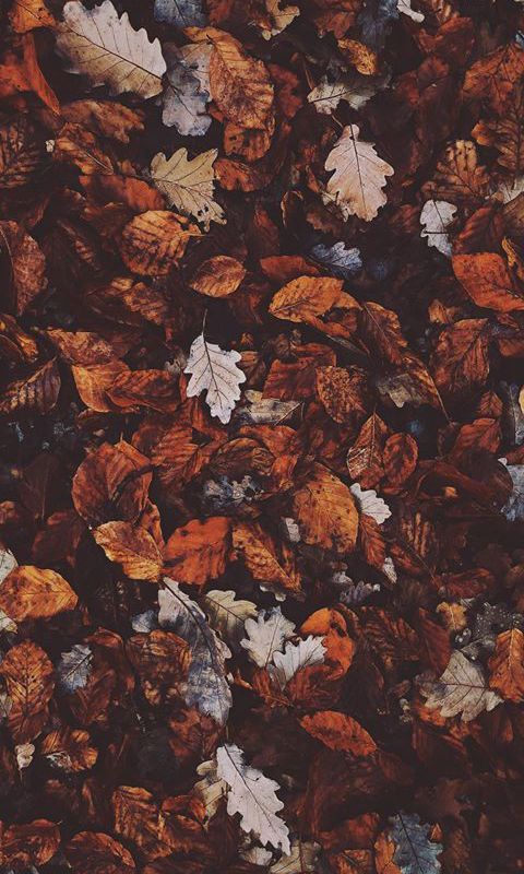 Image of Fallen Leaf