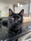 Black Cats Good Luck - Matted Light Frame
