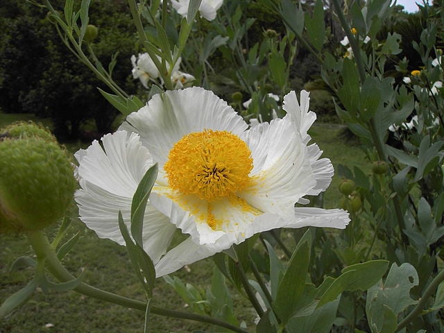 Image of Romneya coulteri (Matilija Poppy)