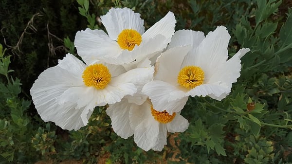 Image of Romneya coulteri (Matilija Poppy)