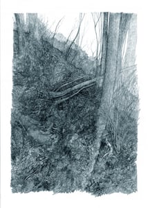 Image of Woodland #1