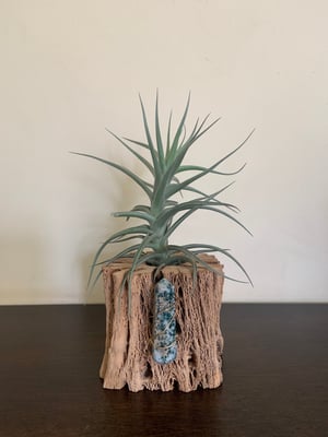 Image of SMALL CHOLLA W/WIRE WRAPPED CRYSTAL