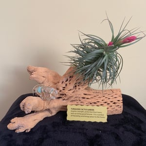 Image of LARGE CHOLLA W/WIRE WRAPPED CRYSTAL