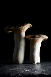 Fungi - Baby King Oyster Mushroom