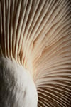 Fungi - Baby King Oyster Mushroom Detail