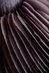 Fungi - Wood Blewit 2