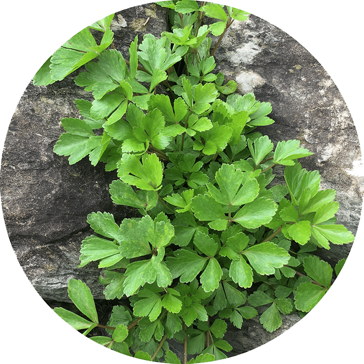 Lovage Sea Salt Image 2