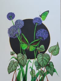 Image 1 of Birdwing Butterflies and Allium Giganteum