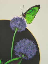 Image 5 of Birdwing Butterflies and Allium Giganteum