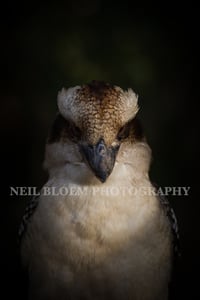 Image 1 of Who's Laughing Now?