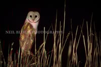 Image 1 of The Night Hunter