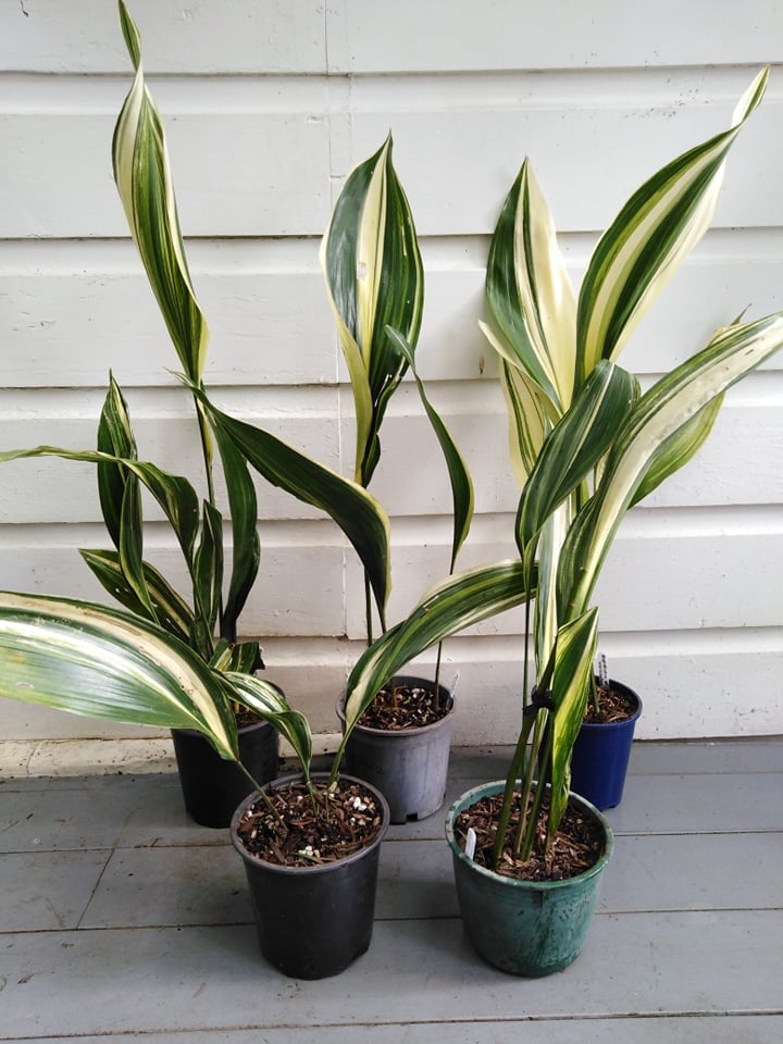 Image of Aspidistra elatior varigated