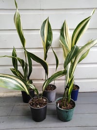 Image 3 of Aspidistra elatior varigated