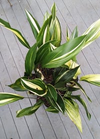 Image 2 of Aspidistra elatior varigated