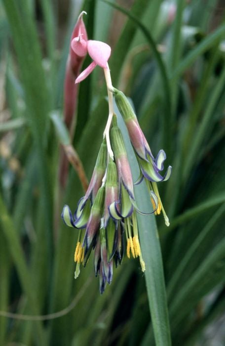 Image of Billbergia Nutans (Queens Tears or Friendship Plant)