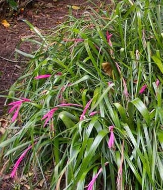 Image of Billbergia Nutans (Queens Tears or Friendship Plant)