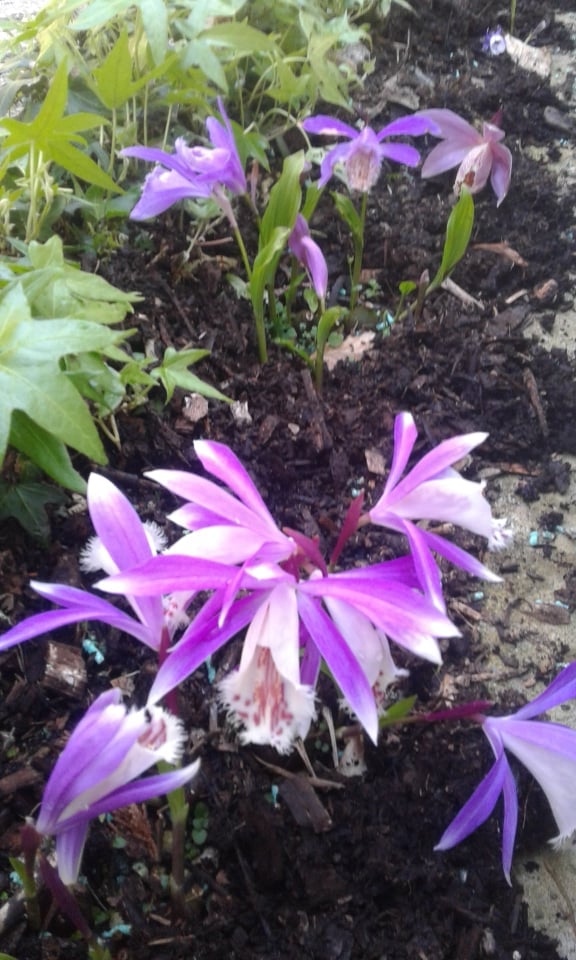 Image of Pleione (Mixed colours)