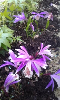 Image 3 of Pleione (Mixed colours)