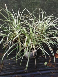 Image 1 of Ophiopogon japonicus variegated - name unknown