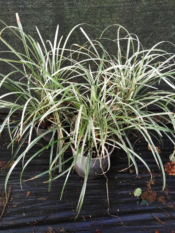 Image of Ophiopogon japonicus variegated - name unknown