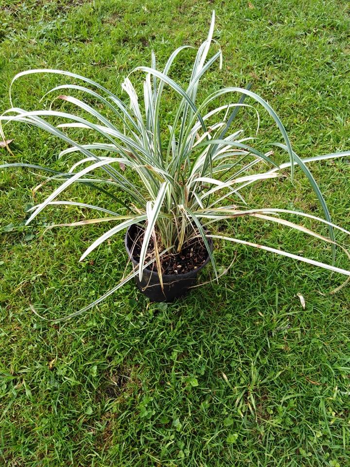 Image of Ophiopogon japonicus variegated - name unknown