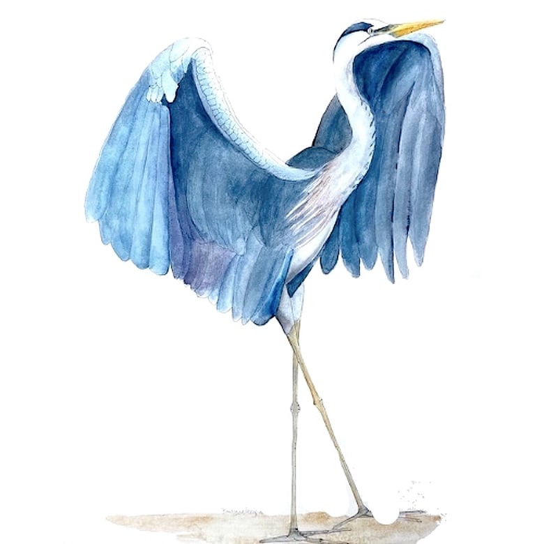 Image of Hilton Head Heron, Nature-Inspired watercolor artwork