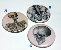 Image 3 of Skeleton, Pelvis, Skull - Pinback Button LARGE 2.25" Inch - Halloween buttons