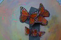 Image 5 of Butterfly Earrings