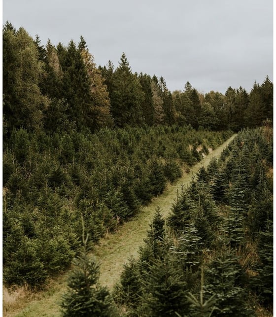 Image of Tree farm mini- November 17th