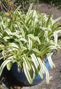 Agapanthus 'Diana'