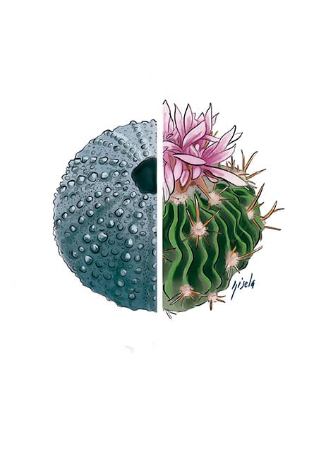 Sea urchins skeleton & Cactus