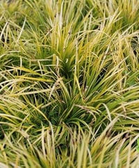 Acorus gramineus 'Minimus Aureus'