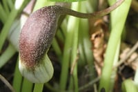Image 1 of Arisarum proboscideum (Mouse Plant)
