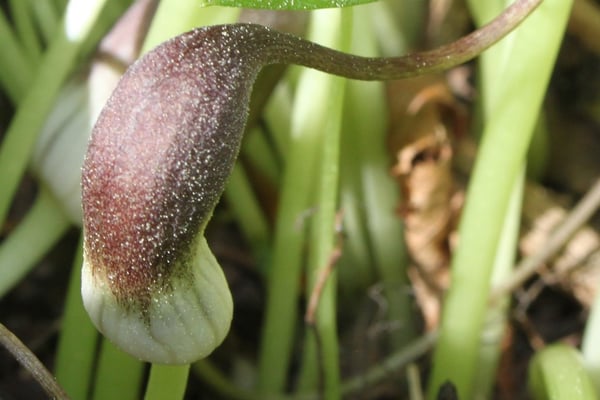 Image of Arisarum proboscideum (Mouse Plant)