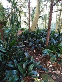 Aspidistra elatior