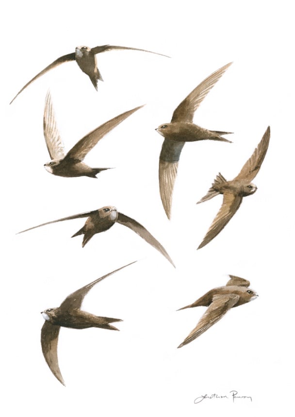 Image of NEW Swift studies 